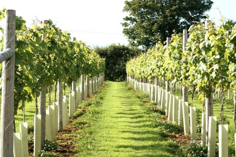 Lobhill Farmhouse Bed And Breakfast And Self Catering Accommodation Okehampton Quarto foto